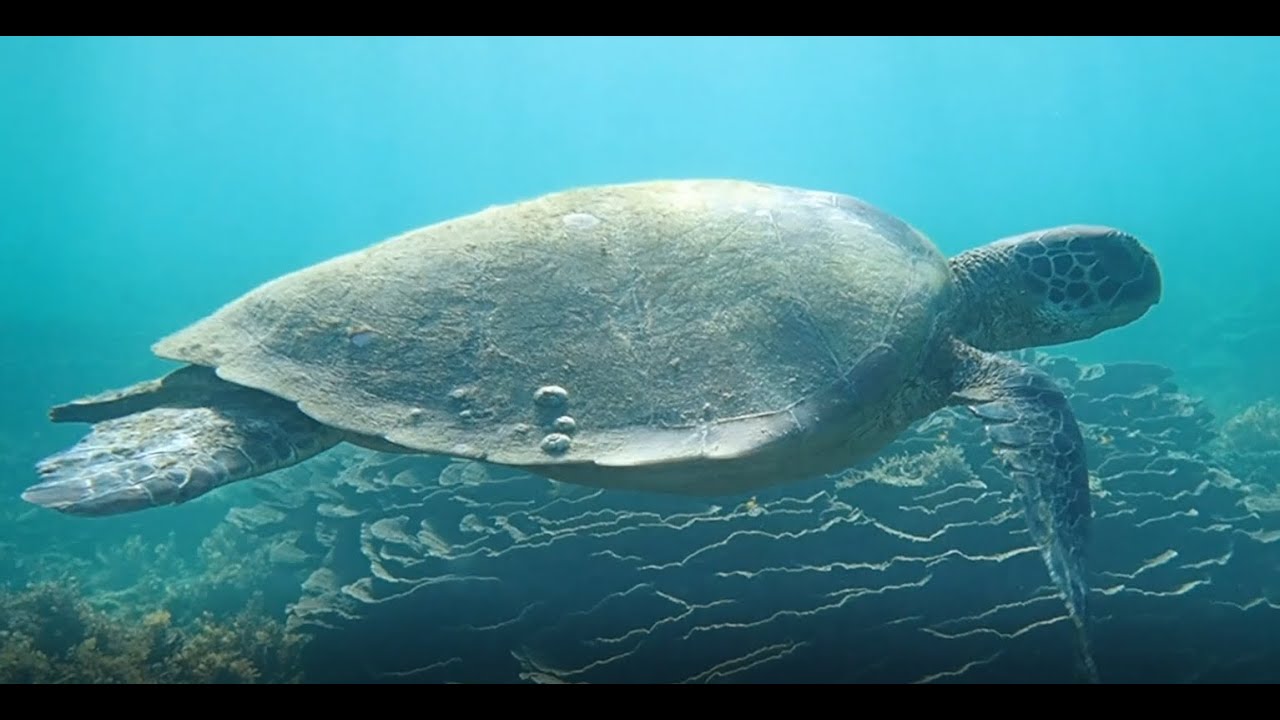 Dreamy early morning snorkel in Arthur Bay, Magnetic Island