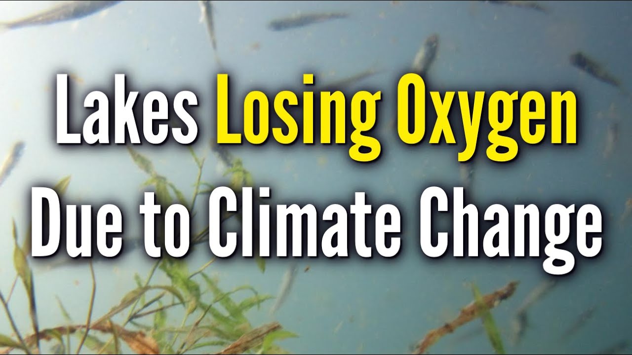 World's lakes losing oxygen rapidly as planet warms | Widespread deoxygenation of temperate lakes