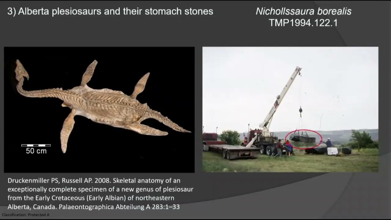 Swallowing Stones – The Mysteries of Stomach Stones in Alberta Plesiosaurs