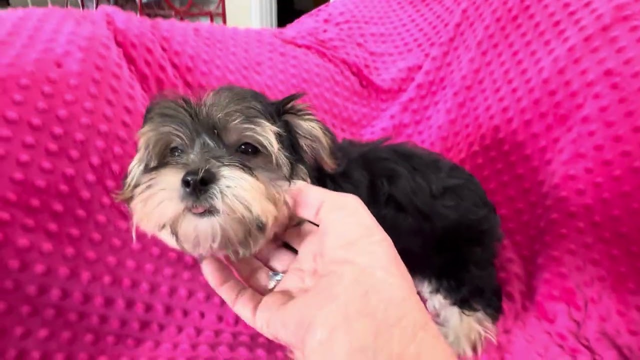 Sir Barkley M Morkie video 1-16-26