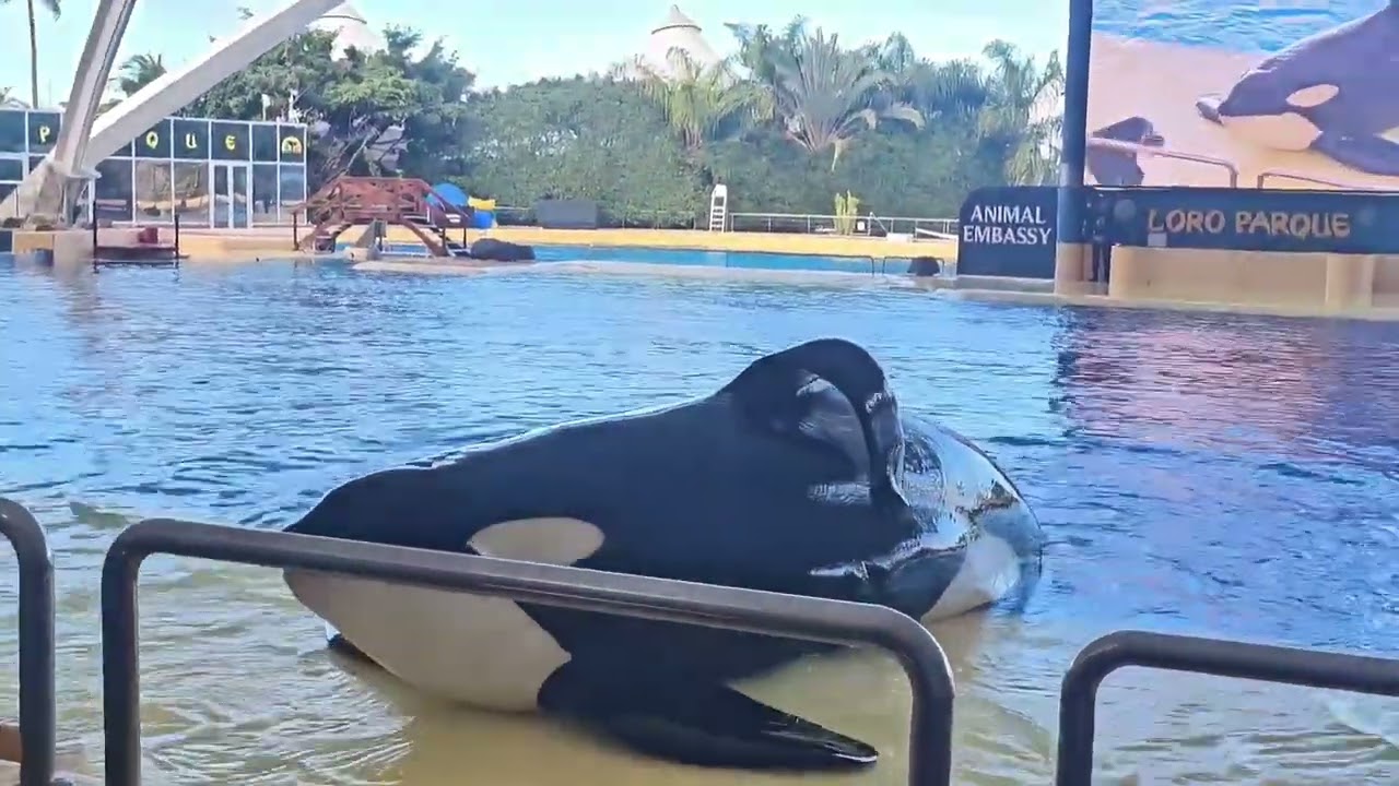 La increíble ballena orca 🐋 | Amazing Orca Show – Loro Parque Tenerife