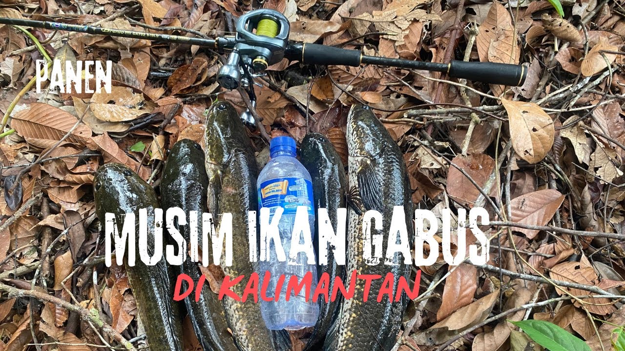 DI KALIMANTAN MUSIM GABUS CUY!! CASTING GABUS SAMPE CAPE SETREKK🎣🎣
