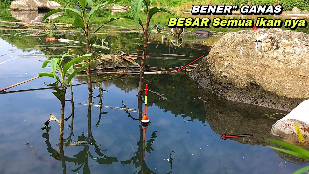 mancing ikan nila liar dapat besar sampai kuwalahan di sungai air tenang