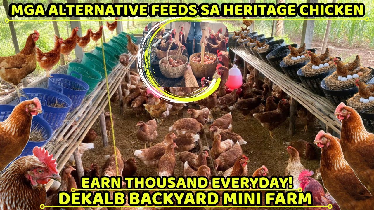 MGA ALTERNATIVE FEEDS SA HERITAGE CHICKEN - ORGANIC FEEDING - DEKALB BROWN MiNi BACKYARD FARM