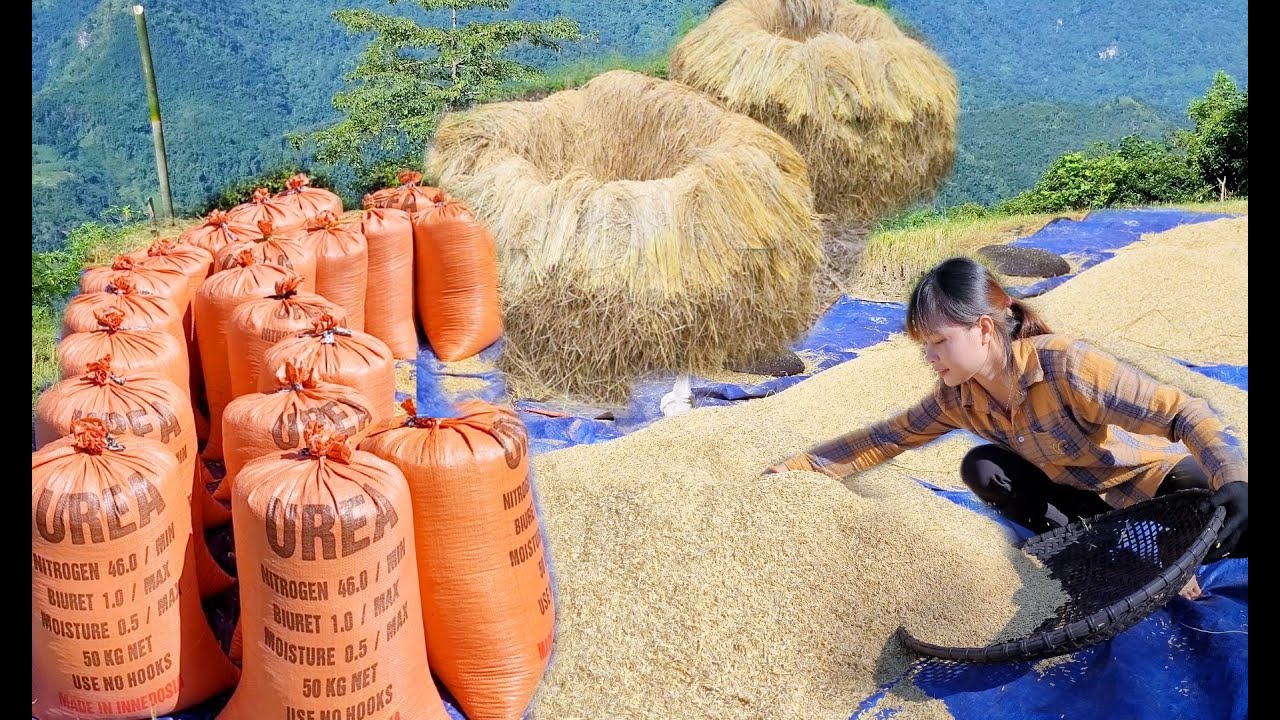 Binh paddy threshing with his mother. Peaceful life - peace of mind / Living with nature. Epx 86