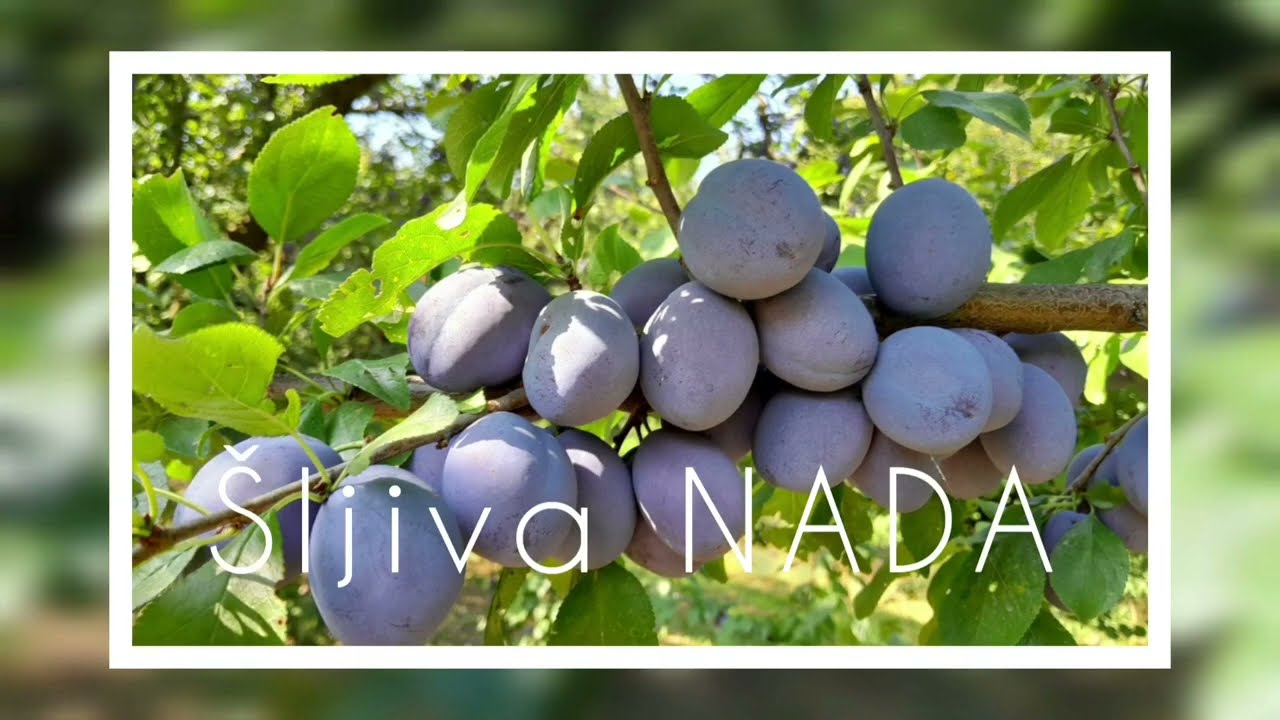 Šljiva (Prunus domestica) - sorta NADA 🔥Vol.2023.🌞