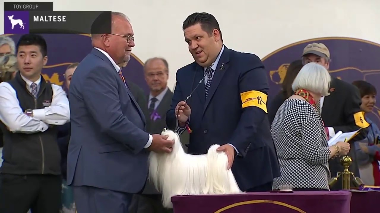 Maltese | Breed Judging 2020