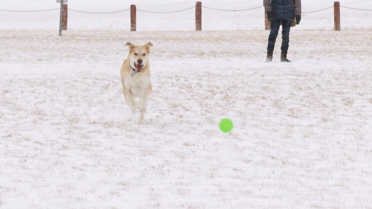 How to Keep Your Dog Safe and Happy During a Winnipeg Winter