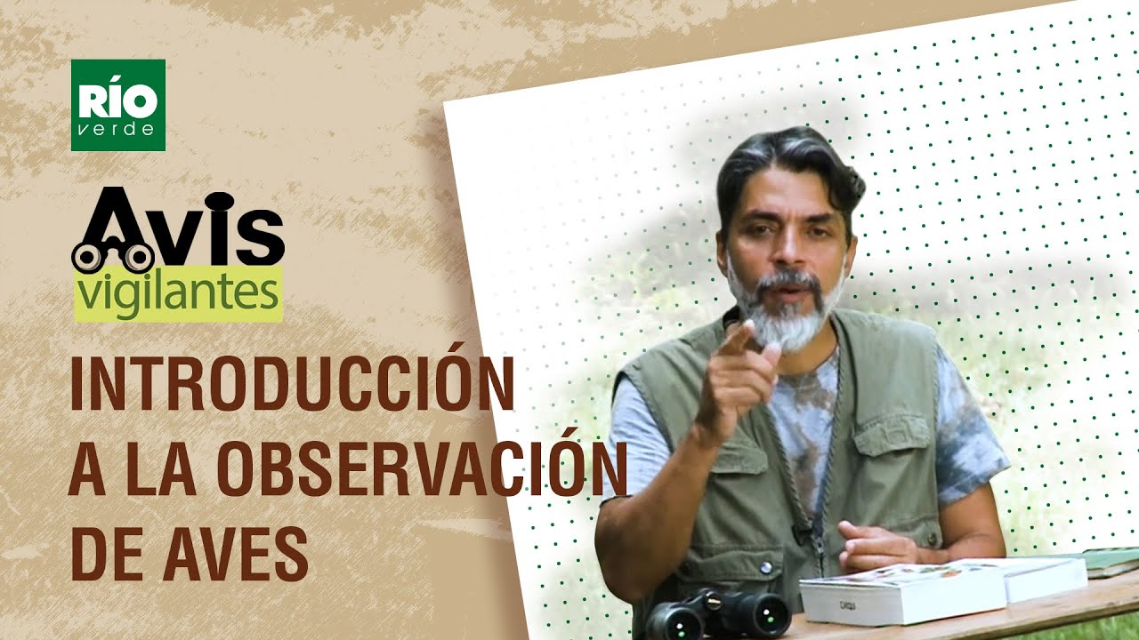 Introducción a la Observación de Aves - Ep.#1- Avis Vigilantes