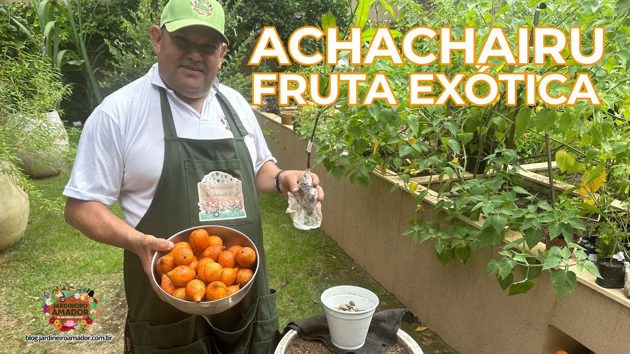 Como Plantar Achachairu em Vaso | Fruta Exótica