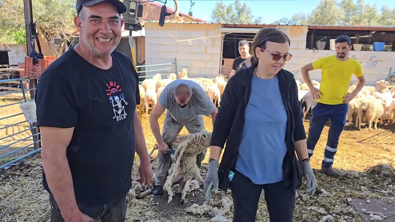 Aquí estamos esquilando rápidamente al ganao, llegó el día
