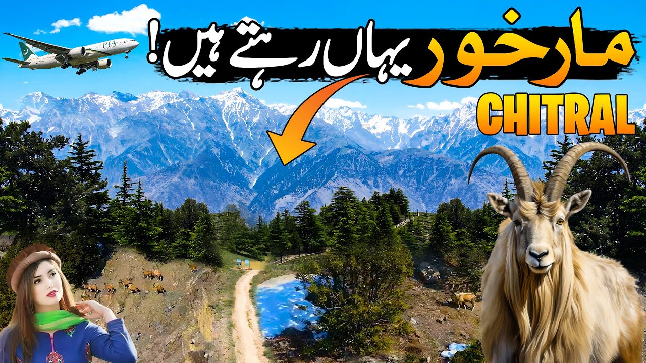 World's Largest Markhor Breeding Ground In 🇵🇰 | Chitral Gol National Park | Paharon Ka Safar