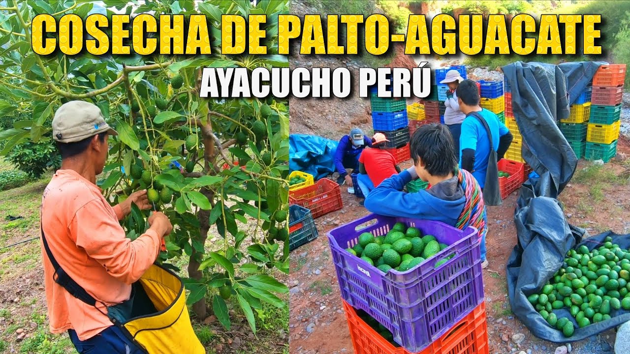 Cosecha de Palto Hass Por La Mar Ayacucho Perú  🥑  | TitoRamirez