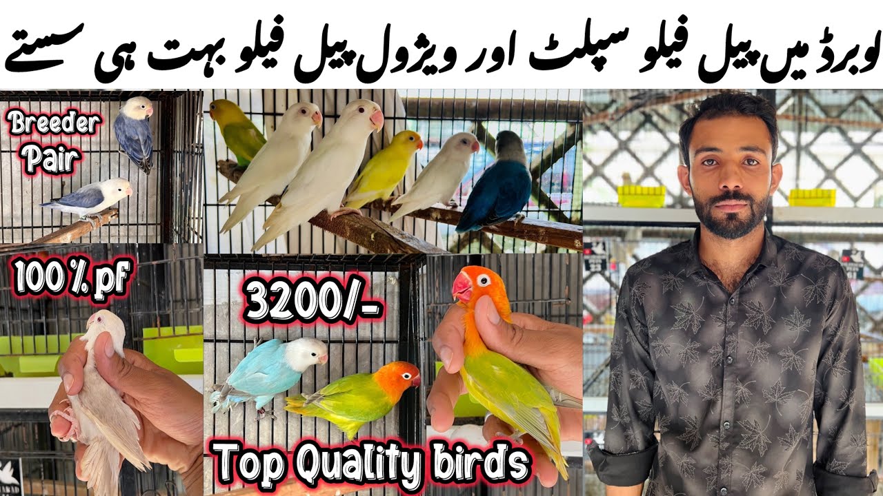 Sunday birds market Islamabad || Special offers for new fanciers.