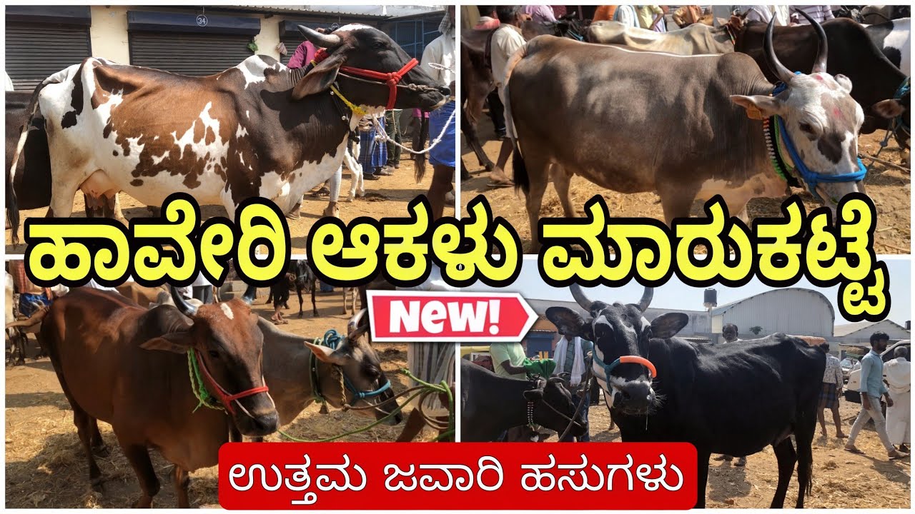 ಹಾವೇರಿ ಆಕಳು ಮಾರುಕಟ್ಟೆ | Haveri Cow Market | Incredible Vishaya