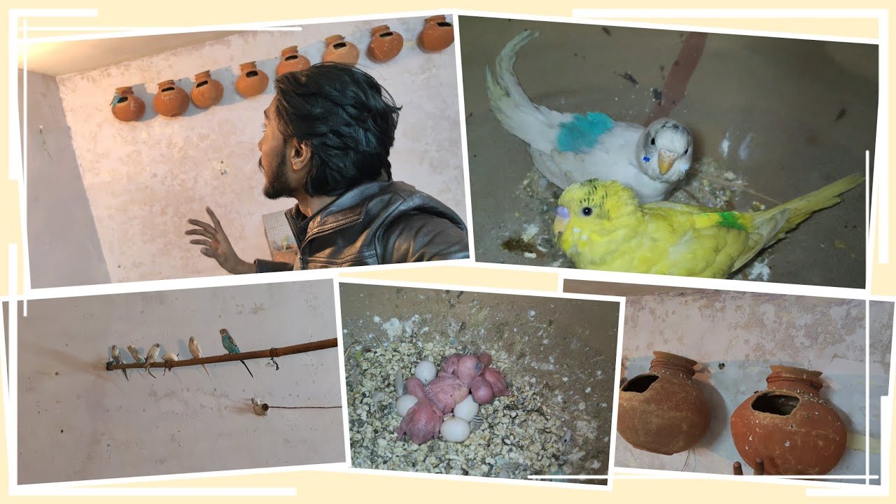 Budgies Ke Total 4 Bacche Ande se bhaar Aagaye 🥰