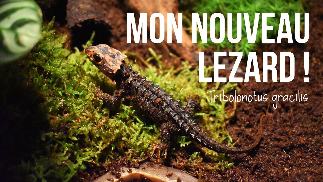 MON NOUVEAU LEZARD AU LOOK INCROYABLE !! - Tribolonotus gracilis