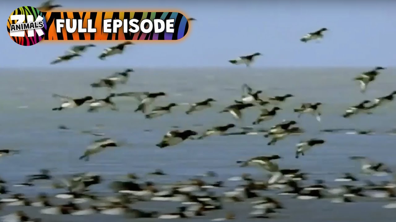 Tufted Ducks: Nature's Divers - Wild World - Animal Kingdom