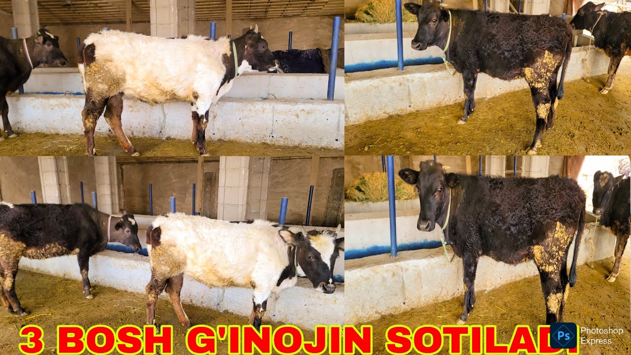 ☎️+99899.446.05.99.3 BOSH G'INOJIN SOTILADI TEZ KURIG ARZON BULDI