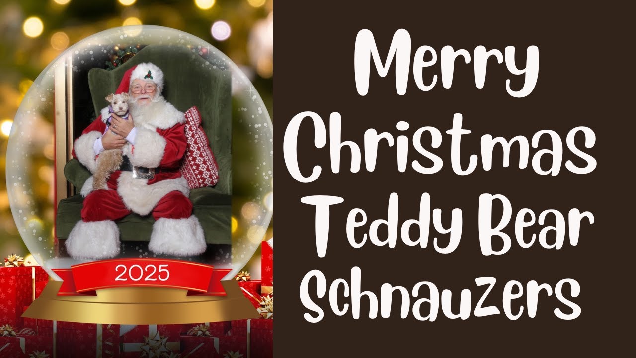 SVCC Schnauzers Merry Christmas 2025