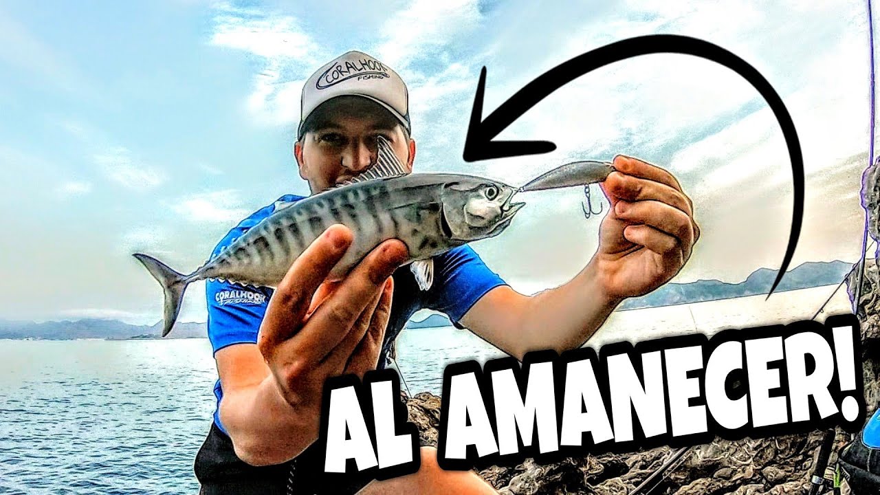 BACORETAS, AGUJAS y BARRACUDAS a SPINNING desde Costa en un día con MUCHA ACTIVIDAD al amanecer 🌅