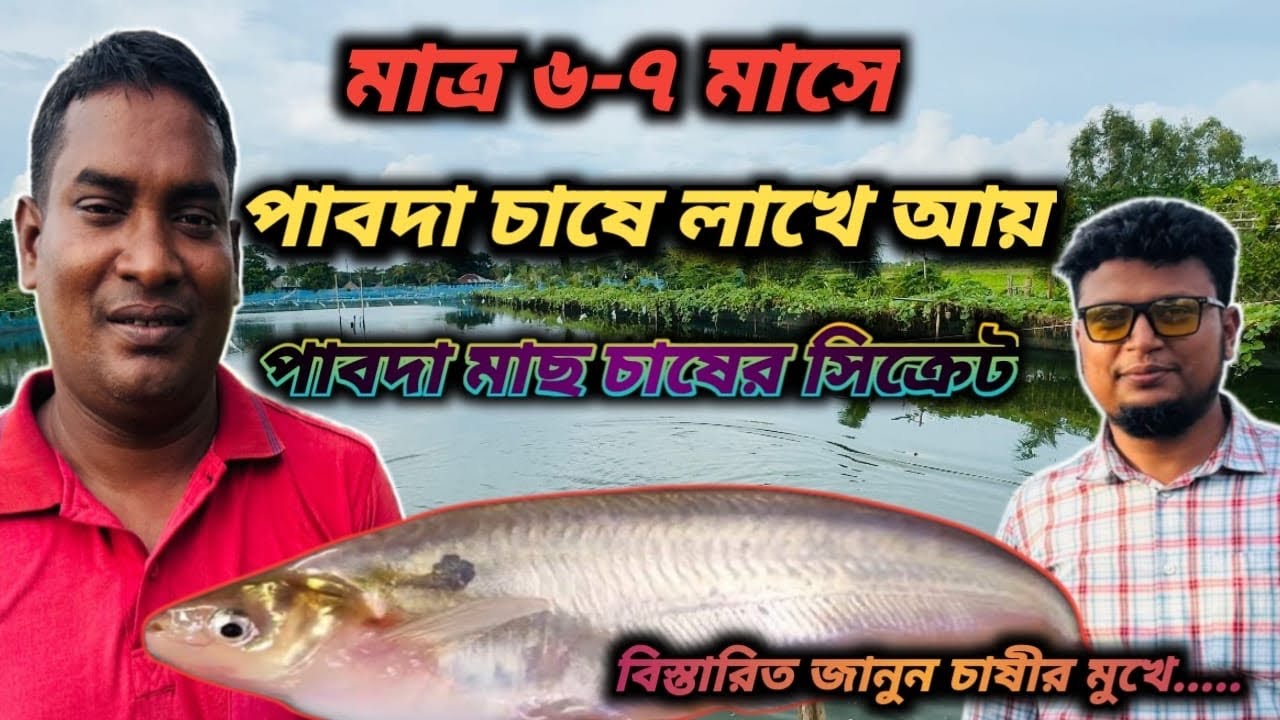 পাবদা মাছ চাষের আধুনিক পদ্ধতি | লাভজনক পাবদা চাষের সম্পূর্ণ গাইড