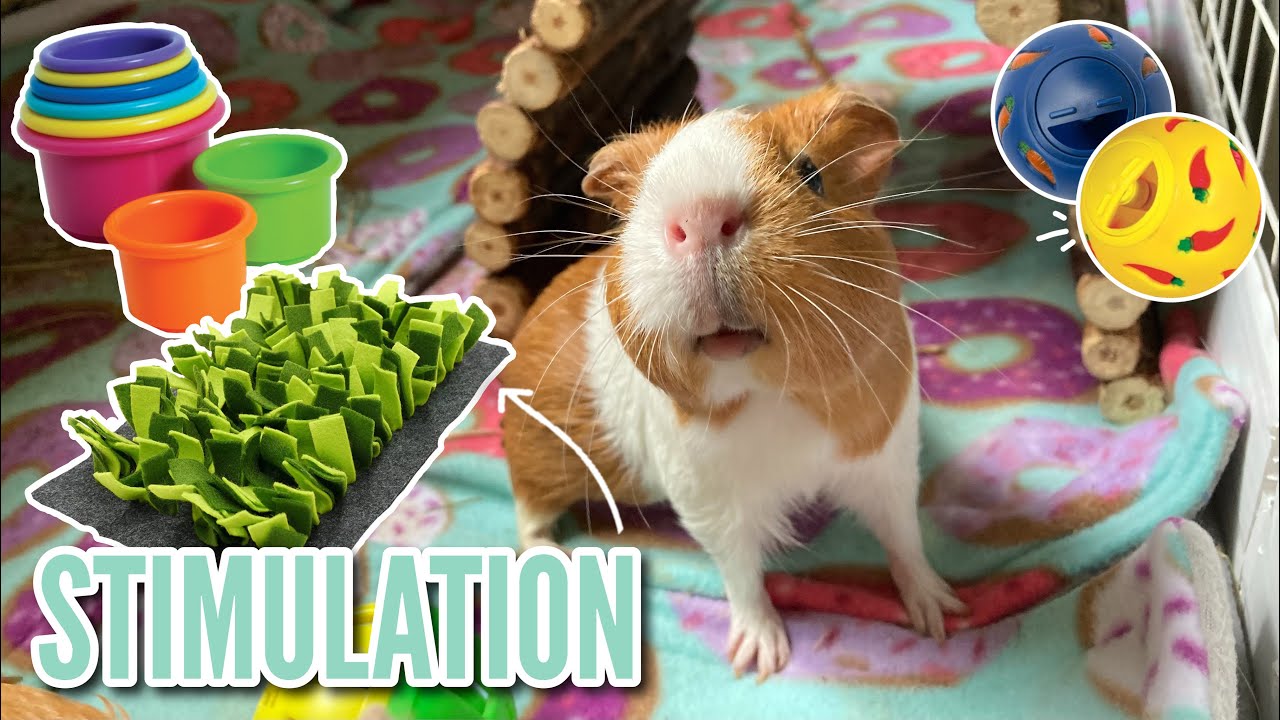Ways to Stimulate your Guinea Pigs