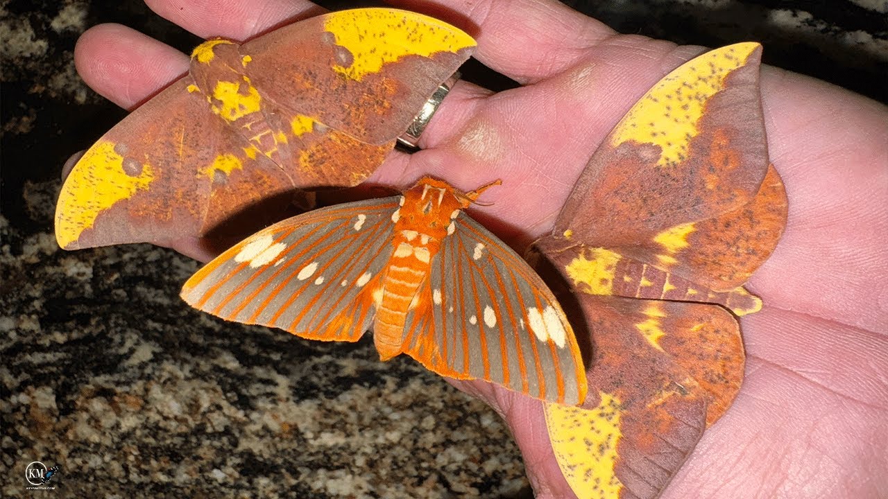 3 SILK MOTH SPECIES CAME TO MY LIGHT