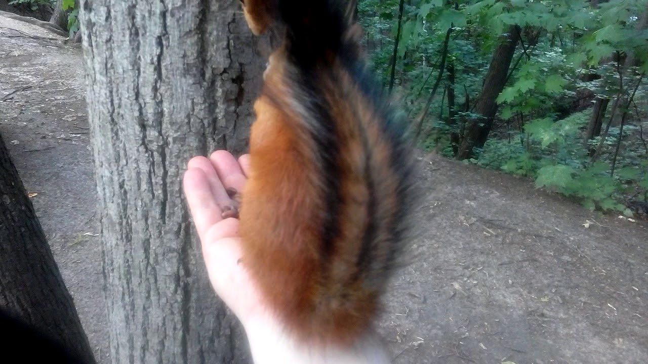 громкая белка / loud squirrel / Sciurus Loudus