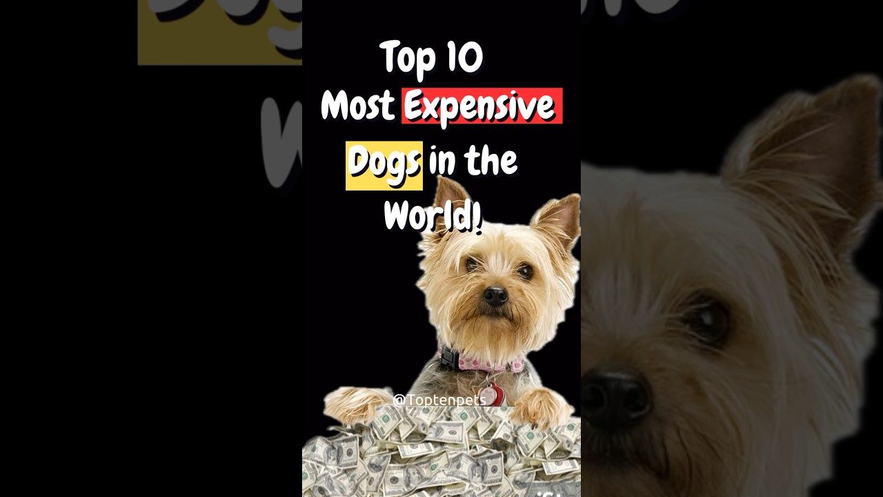 Top 10 Most Expensive Dogs in the World! 🐶💰 