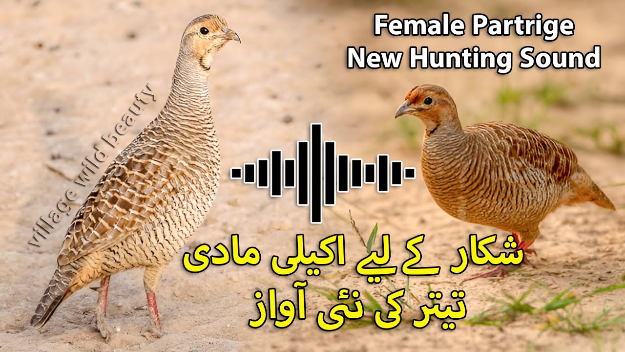 Shikar k Liye Madi Teetar ki Awaz | Female Partridge Hunting Sound | Grey Francolin Female Voice