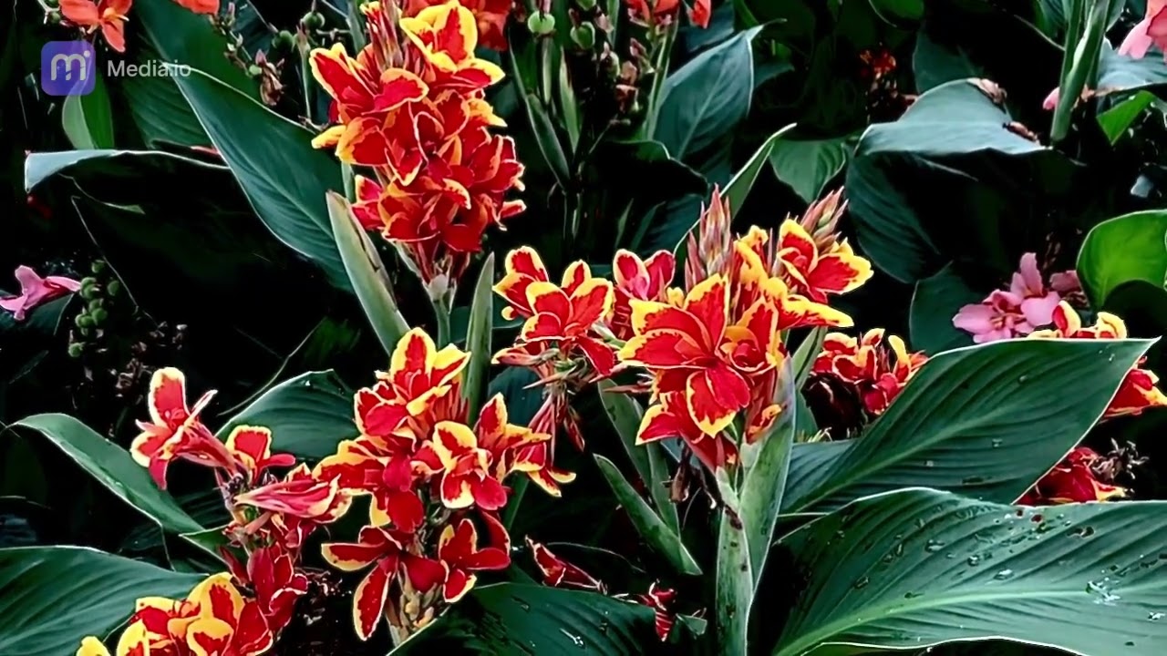 Lucifer Cana Lilies