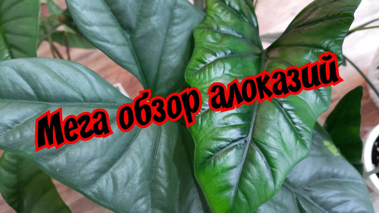 Мега обзор алоказий