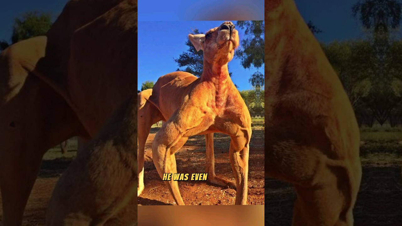 Roger, the Kangaroo Bodybuilder! 😲💪🦘