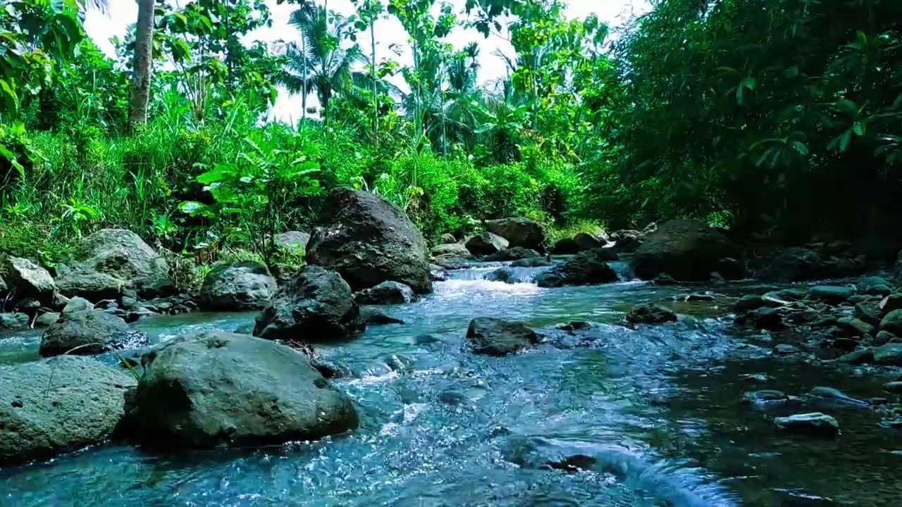 Tranquil Forest Stream, Soothing Natural Ambiance, Healing Sounds for Relaxation