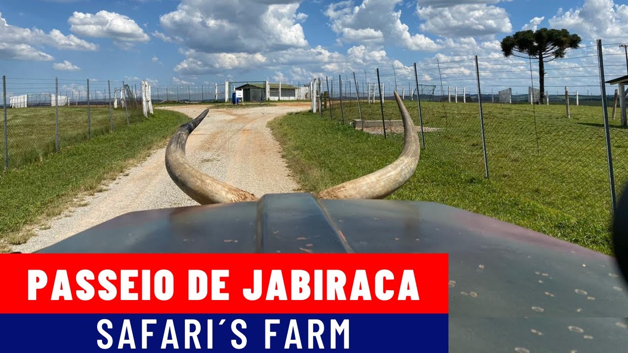 Passeio de Jabiraca no Safari´s Farm em Tibagi - Ponta Grosa / Turismo no Paraná
