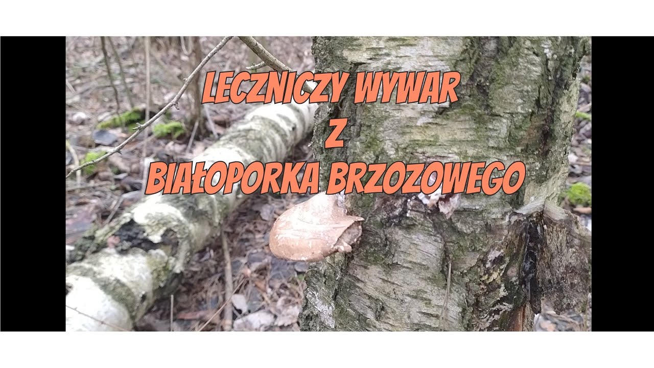 Jak przygotować leczniczy wywar z Białoporka brzozowego.Przepis