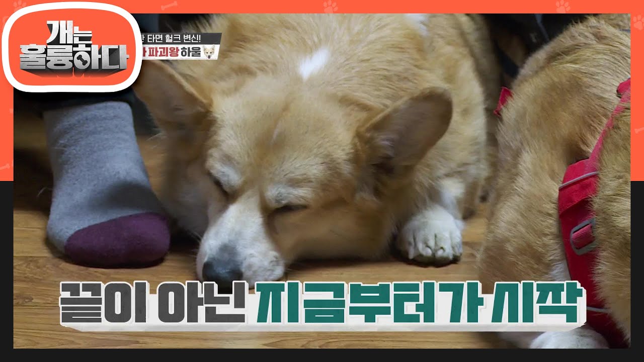훈련 대성공★ 예전과 달리 경적 소리에도 평화로운 차 안♥  [개는 훌륭하다/Dogs Are Incredible] | KBS 210125 방송