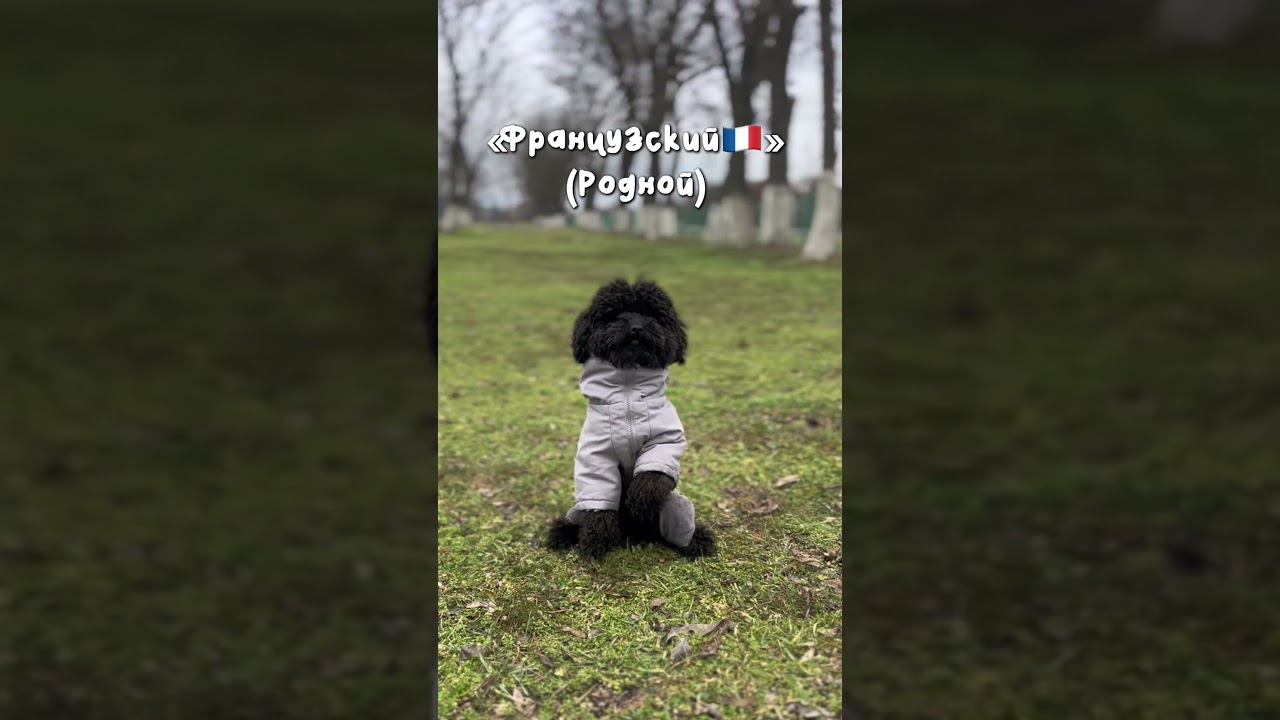 Тгк:Микки в мире приключений. #рекомендации #собака #суперсобака #юмор #тойпудель