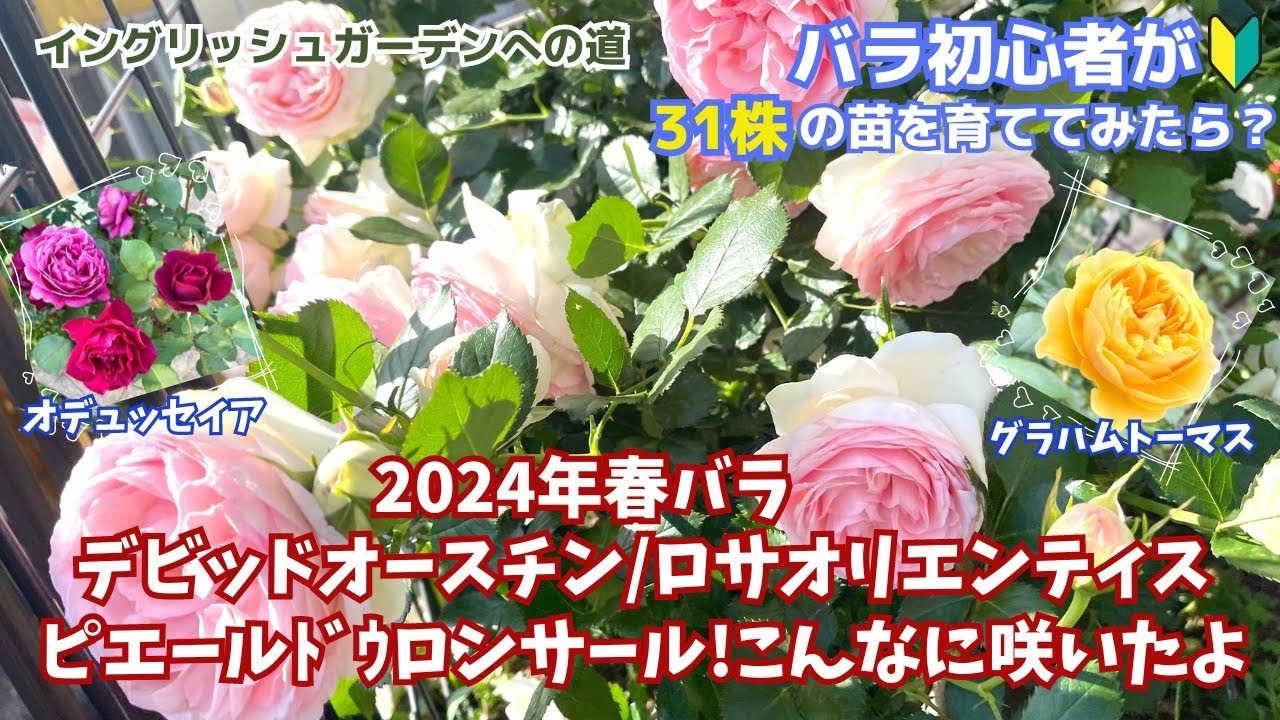 ２年生バラのピエールドゥロンサール/デビットオースチン/ロサオリの人気品種が続々開花中です!