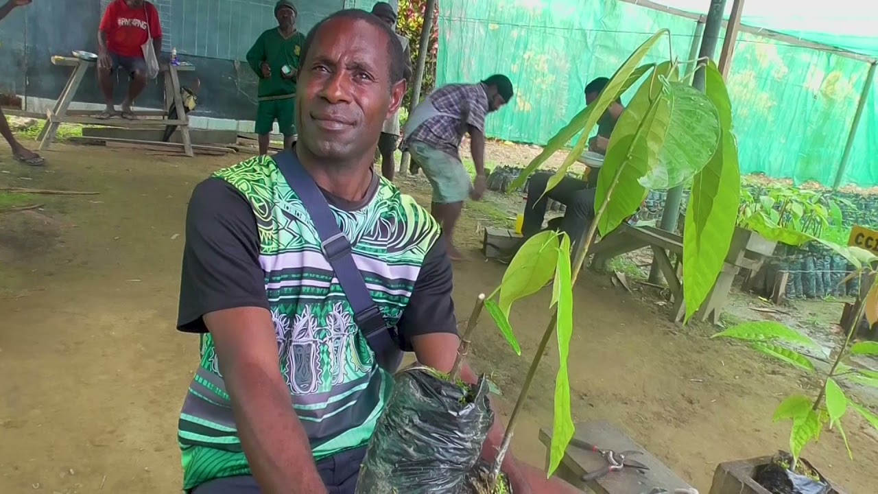 Bud grafting of cocoa leads to increased production in East Sepik