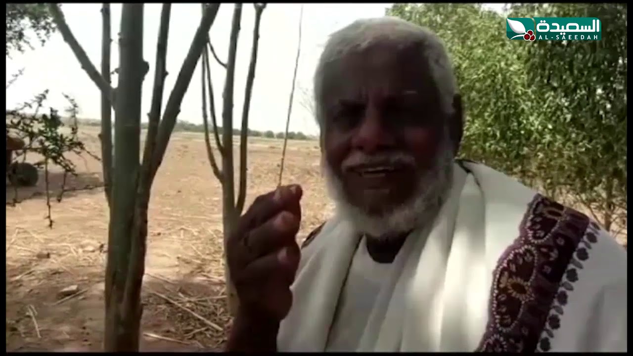 الشمة..عادة ضارة يدمن عليها الكثير من شباب تهامة..