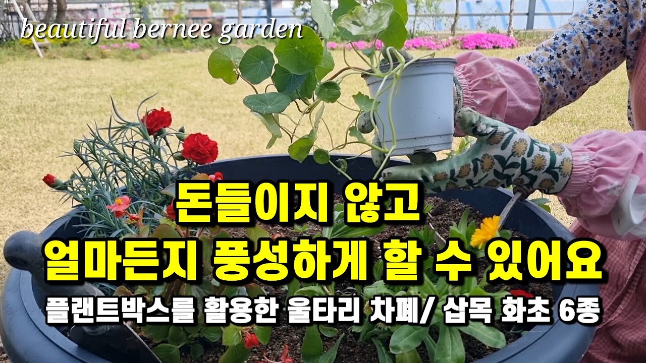 돈들이지 않고 얼마든지 풍성하게 할 수 있어요/ 플랜트 박스를 활용한 울타리 차폐/ 삽목 화초 6종 #주택정원 가꾸기#