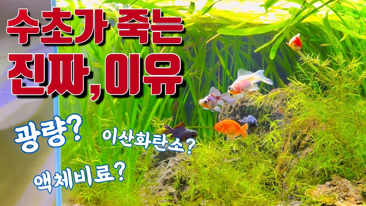 수초 안죽이고 잘 키우는 방법 수초어항 광량 이산화탄소 액체비료