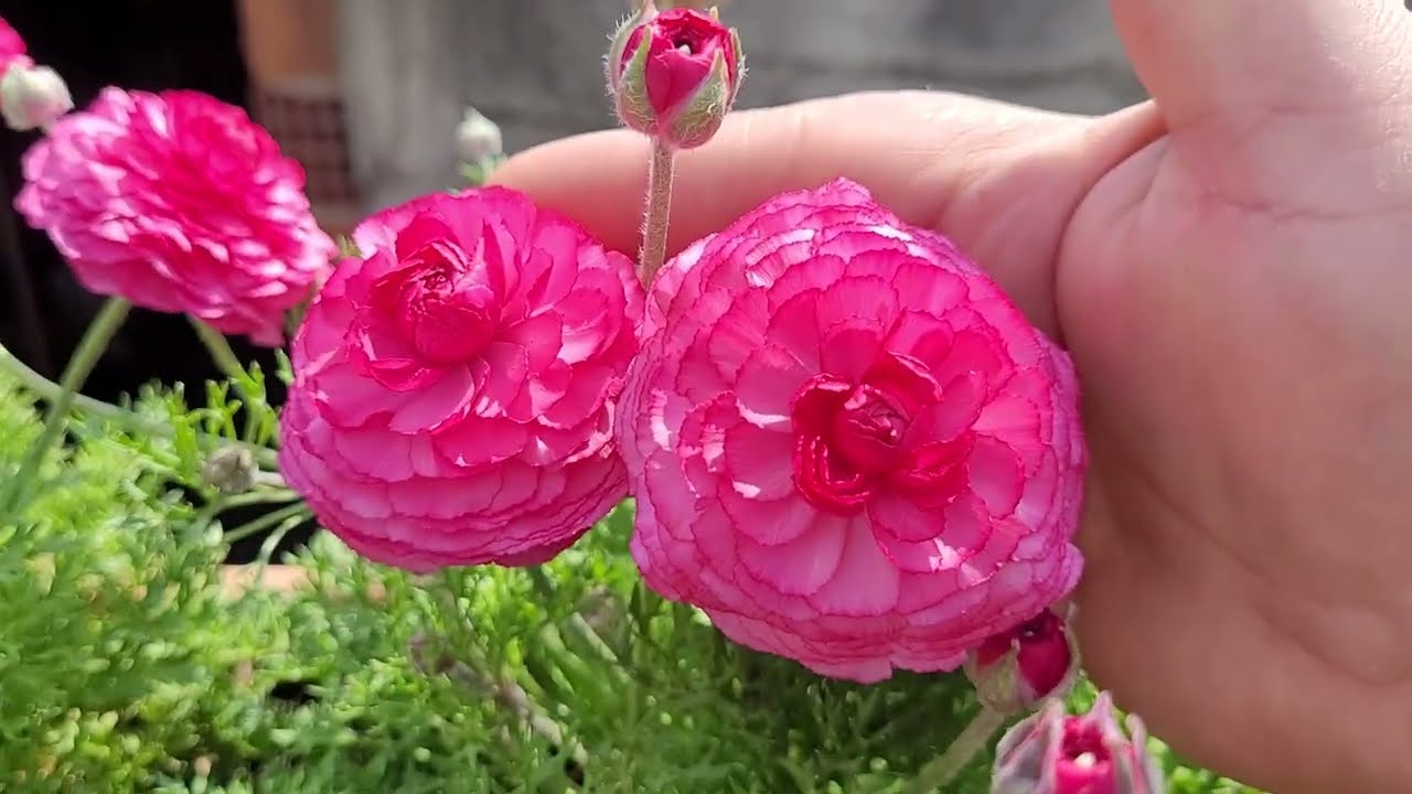 ŞAKAYIK KRALİÇESİ FATMA ABLAMIZA GİTTİM #VLOG 1