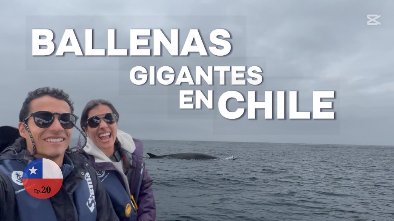 ¡El mejor tiempo para ver Ballenas! 🐳🐧- VIDA MARINA INCREIBLE EN CHILE