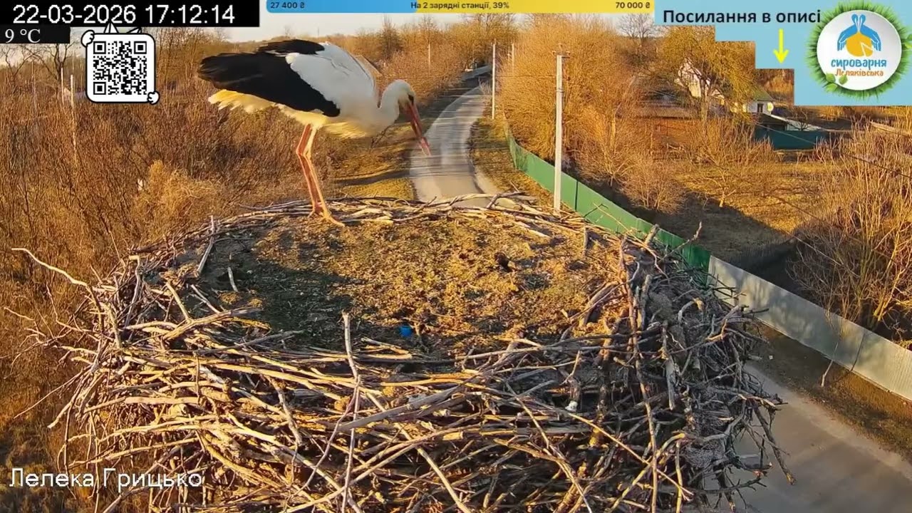 Лелека Грицько - Przelotny gość -  Bociany  - 22 03 2026