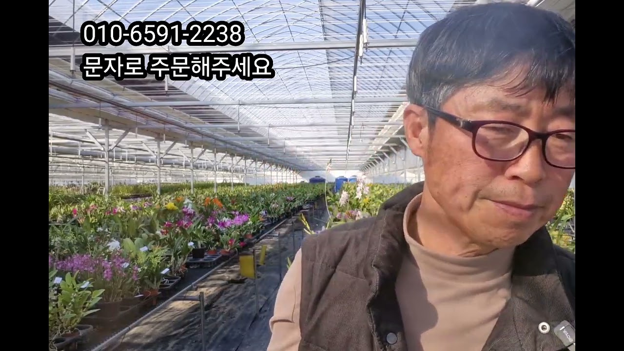 2026년2월9일 덴드로비움, 하루요코히, 홍매석곡