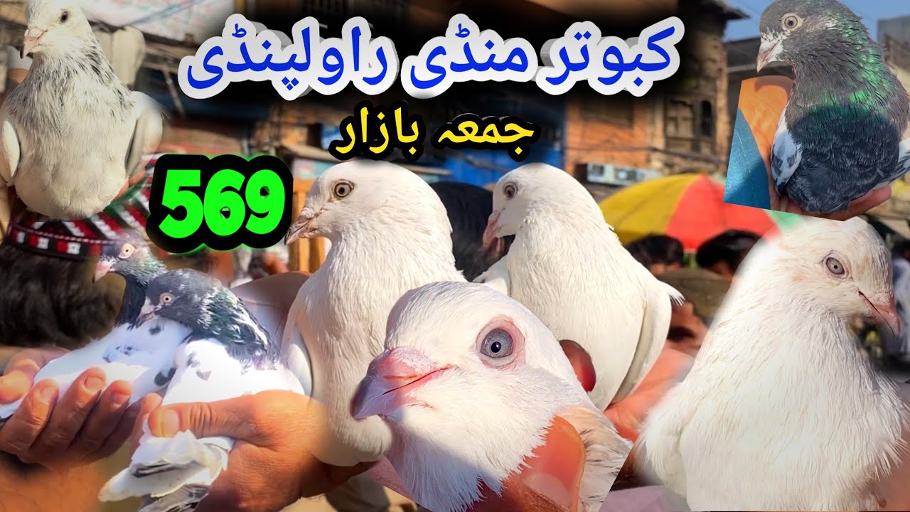 569 | Friday Kabootar Mandi Rawalpindi Today 24/10/2025 | Latest Update High Flyer Pigeon Market
