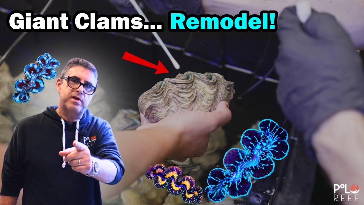 Creating the PERFECT conditions for Giant clams!